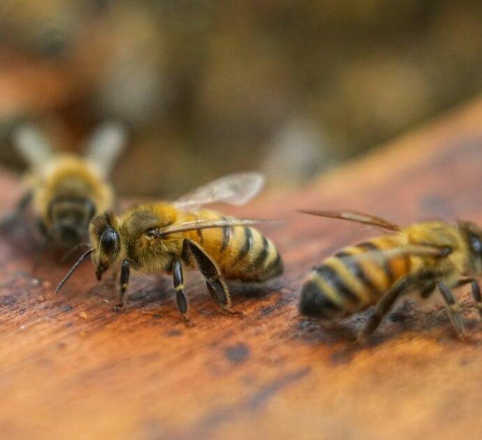 “Erano aggressive e furibonde dopo l’attacco di alcuni calabroni”: sciame d’api “impazzite” ferisce 24 persone, 3 sono gravi