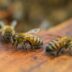 Copertina di Pesticidi, cambiamenti climatici: tutti i fattori che mettono a rischio le api, anche di estinzione