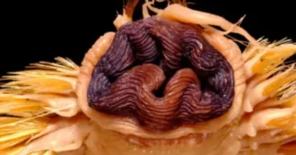 Copertina di Dagli abissi dell’Antartide emerge un “mostro alieno”: il mistero dell’Eulagisca gigantea, il verme con le zanne