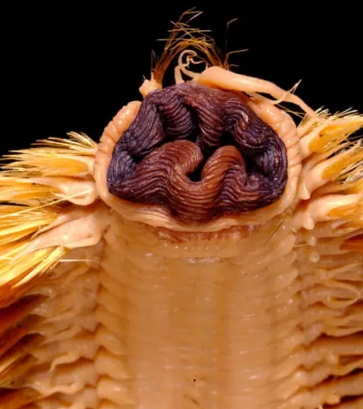 Dagli abissi dell’Antartide emerge un “mostro alieno”: il mistero dell’Eulagisca gigantea, il verme con le zanne