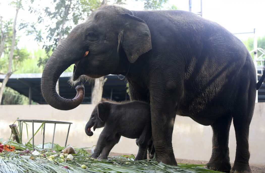 Troppi elefanti in Thailandia, arriva la “pillola” anticoncezionale per controllare le nascite: “Sono un pericolo per la popolazione”