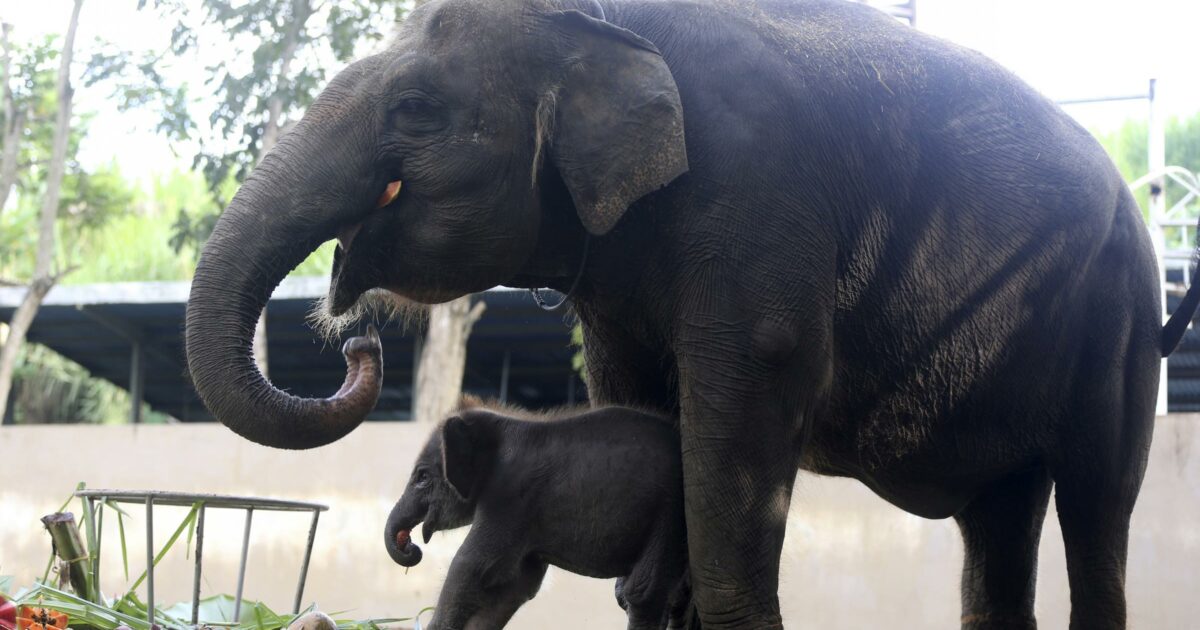 Troppi elefanti in Thailandia, arriva la “pillola” anticoncezionale per controllare le nascite: “Sono un pericolo per la popolazione”