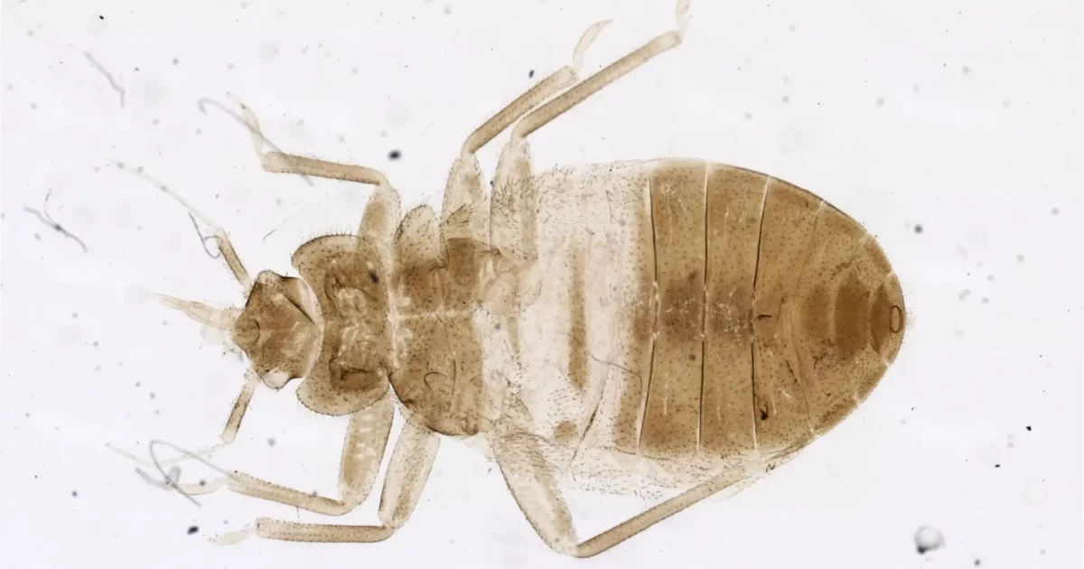 L’ostello viene disinfestato dalle cimici dei letti, turiste muoiono dopo violenti attacchi di vomito: “Possibile avvelenamento da pesticidi”