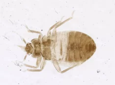 Copertina di L’ostello viene disinfestato dalle cimici dei letti, turiste muoiono dopo violenti attacchi di vomito: “Possibile avvelenamento da pesticidi”