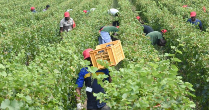 Latina,  perde gamba. “Colpa dei  pesticidi”