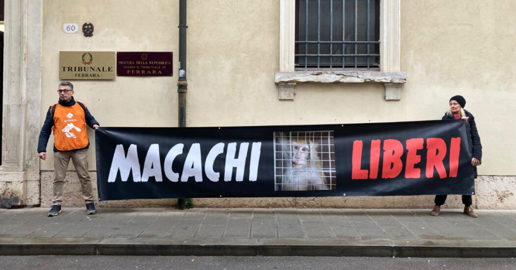 Macachi rinchiusi nel laboratorio dell’Università di Ferrara, le associazioni chiedono il sequestro: “In gabbia da oltre 20 anni, stop ai test”