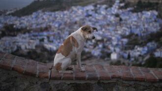 Copertina di Aumentano i casi di maltrattamento di animali: occorre potenziare le leggi in loro tutela