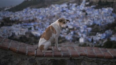 Copertina di Aumentano i casi di maltrattamento di animali: occorre potenziare le leggi in loro tutela