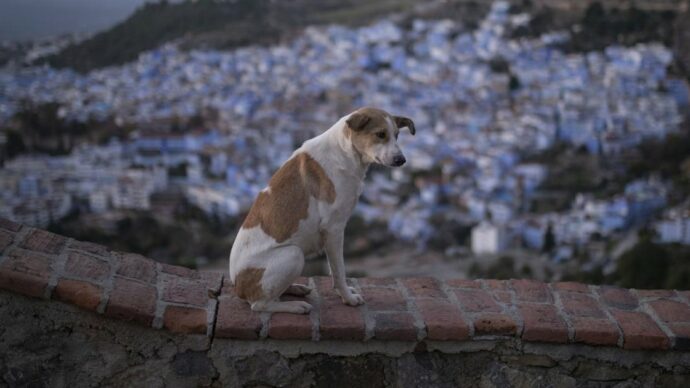Aumentano i casi di maltrattamento di animali: occorre potenziare le leggi in loro tutela