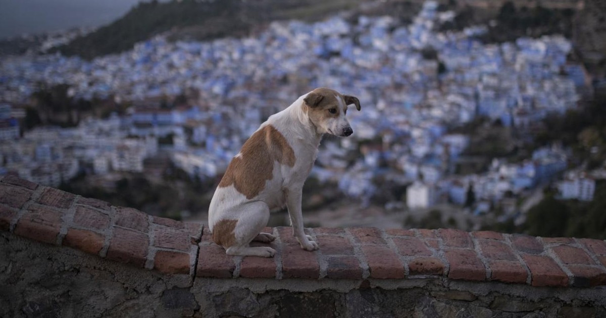 Mondiali di calcio, la denuncia degli animalisti: “In Marocco oltre 300mila cani randagi uccisi”