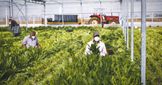 Copertina di Lavoratori stagionali, intoppi nel click day. I dati di Ero Straniero: “Il sistema continua a produrre precarietà e irregolari”