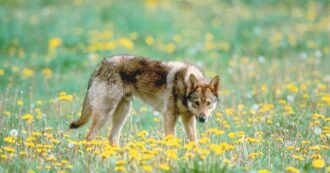 Copertina di Strage di lupi nel Parco d’Abruzzo, altri tre avvelenamenti: “Quadro drammatico, atti criminali ingiustificabili”