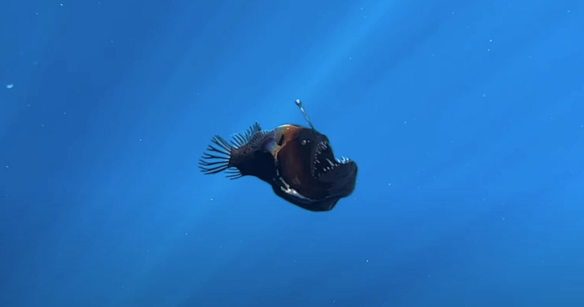 Il “diavolo nero” è morto: la vera storia del mostro degli abissi ritrovato a Tenerife. Ora riposerà in eterno in un museo