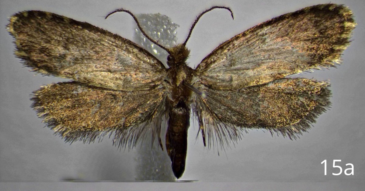 nuova velenosissima specie rana