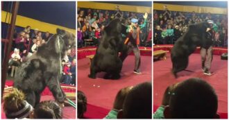 Copertina di La vendetta dell’orsa Yashka, costretta a spingere la carriola al circo: si infuria e addenta il domatore, la scena choc sotto gli occhi del pubblico