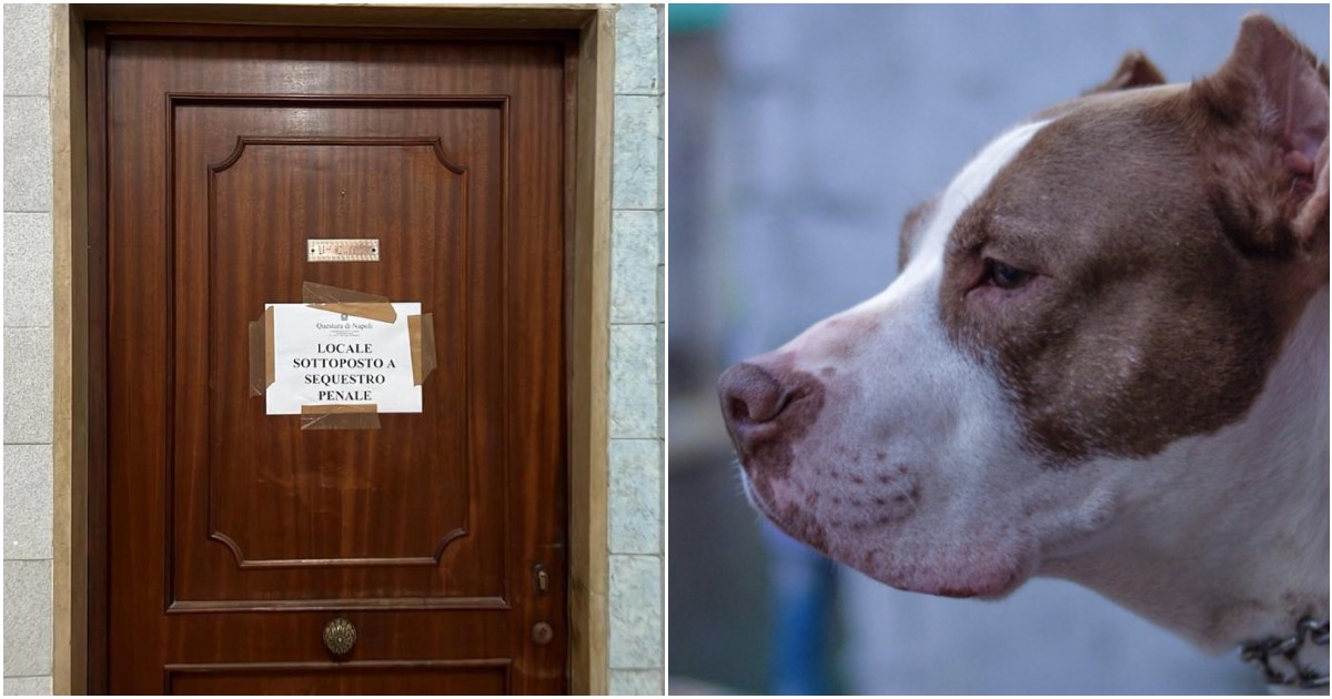 Acerra, bambina uccisa dal pitbull: “Era morta almeno da 20 minuti prima di arrivare in ospedale”