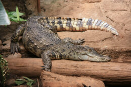 Copertina di Fermato con una testa di coccodrillo, stimolanti dell’erezione e coltelli in valigia: la scoperta choc in aeroporto