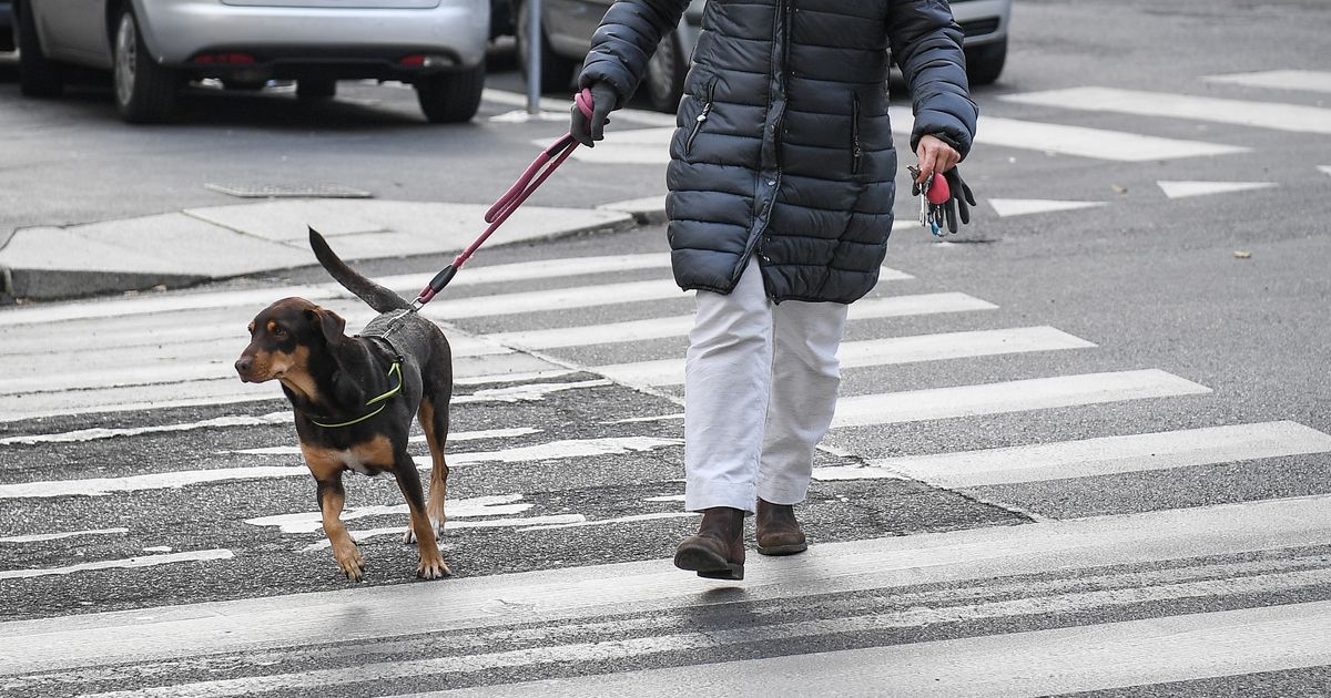 “Vietato andare a prendere i figli a scuola con i cani”: la circolare della preside a Castel Maggiore