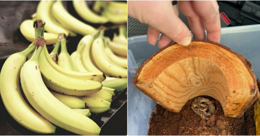 Un “serpente dagli occhi di gatto” spunta tra le banane: paura al supermercato