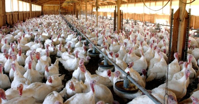 Attività sospesa e multa salata: nei guai un allevamento di tacchini nel Reatino dopo la messa in onda di Food For Profit su Report