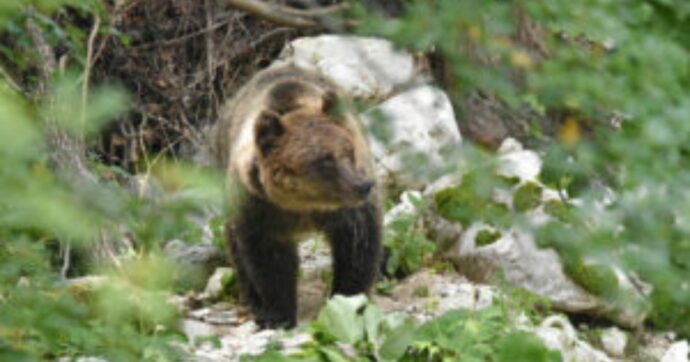 Ecco perché il destino dell’orso bruno appenninico resta incerto, ma c’è ancora speranza