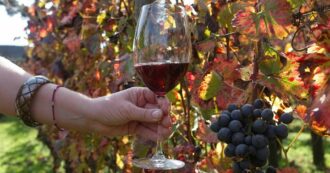 Copertina di Vino. La rinascita deve partire  dalla sostenibilità: qualche idea