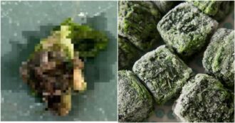 Copertina di C’è una testa di topo morto negli spinaci surgelati: scatta il ritiro di due prodotti, “ma la signora non ricorda in quale c’era l’animale”