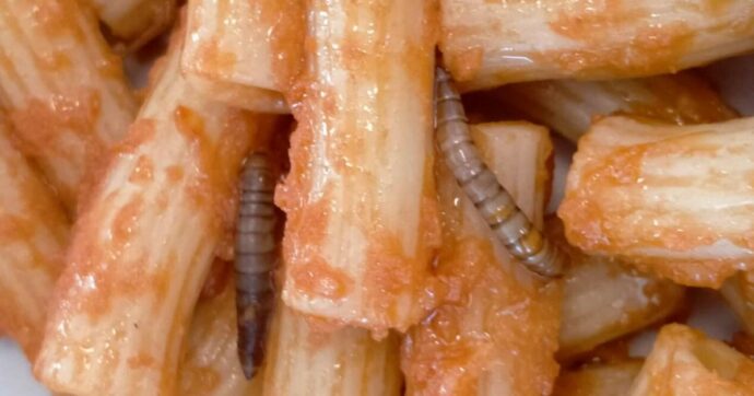 “Larve nella pasta al pomodoro degli alunni”, la denuncia dei genitori di una scuola nel Trevigiano