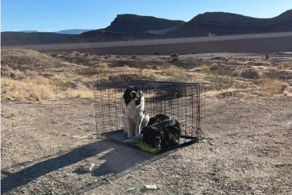 Abbandonati nel nulla chiusi dentro una gabbia, senza cibo né acqua: “Lasciati lì apposta a morire”. Cani salvati per miracolo da due escursionisti di passaggio