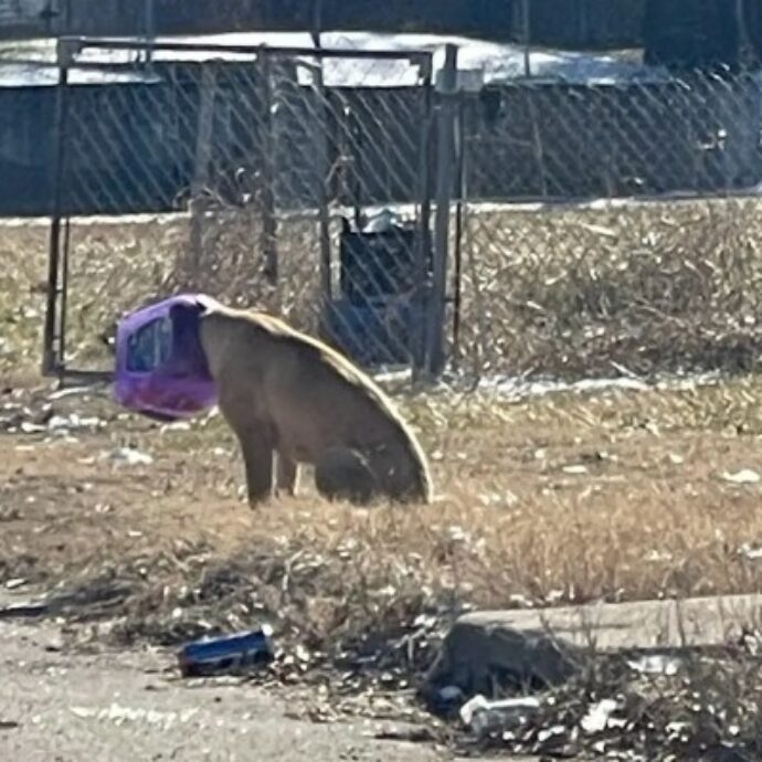 Cane randagio vive per giorni con la testa incastrata in un secchio e rischia la morte per denutrizione e soffocamento: la storia del piccolo Buckethead