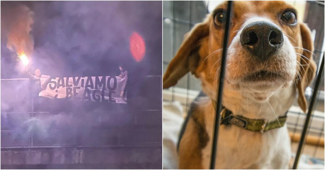 La protesta degli animalisti per i test su 1600 beagle: “Rischiano la pratica della vivisezione”