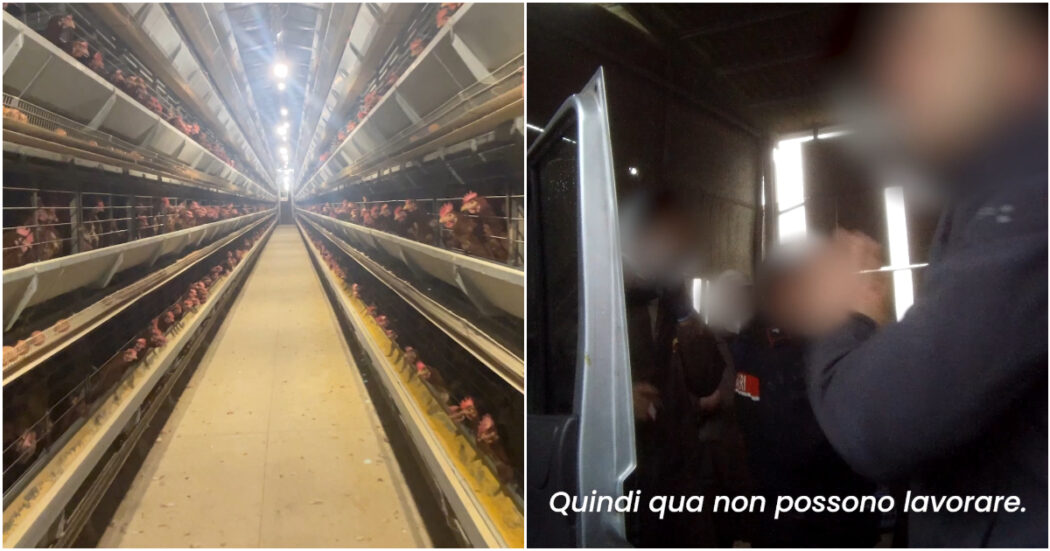 Galline morte e agonizzanti, la video-indagine a Venezia sulla crudeltà nelle gabbie. E l’allevamento viene sanzionato per lavoro nero