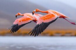 Copertina di Fenicotteri rosa si schiantano contro le rocce del Monte Catria: “Colpa del maltempo, solo due esemplari sopravvissuti. Andavano a fare il nido”