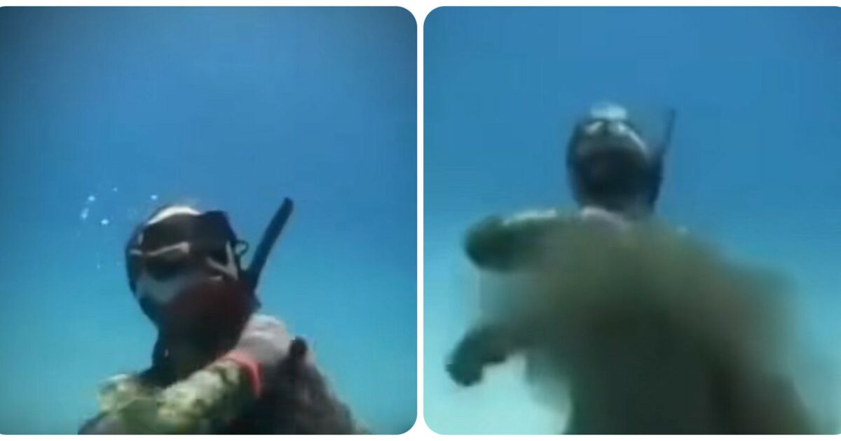 Sub disturba la tana di un polpo e l’animale tenta di strangolarlo: “Questa è una lezione, dovevi lasciarlo in pace e rispettare l’oceano” – IL VIDEO