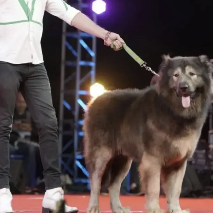 Si chiama Okami, ha otto mesi e pesa 75 kg: è il cane più costoso al mondo, venduto per 5,7 milioni di dollari