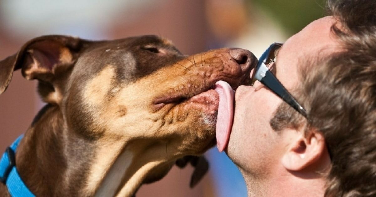 Uomo muore dopo aver contratto un batterio nella saliva del suo cane: “Ha un’incidenza mortale di circa 1 caso su un milione”