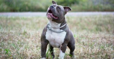 Copertina di “Chi è in grado di torturare un animale rappresenta un pericolo per la società”: ritrovato il corpo martoriato di Tequila