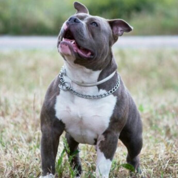 “Chi è in grado di torturare un animale rappresenta un pericolo per la società”: ritrovato il corpo martoriato di Tequila