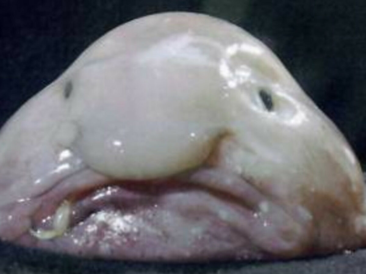 “Vittima di bullismo per tutta la vita, è ora che abbia il suo momento di gloria”: il riscatto del blobfish, da animale più brutto del mondo a “pesce dell’anno”