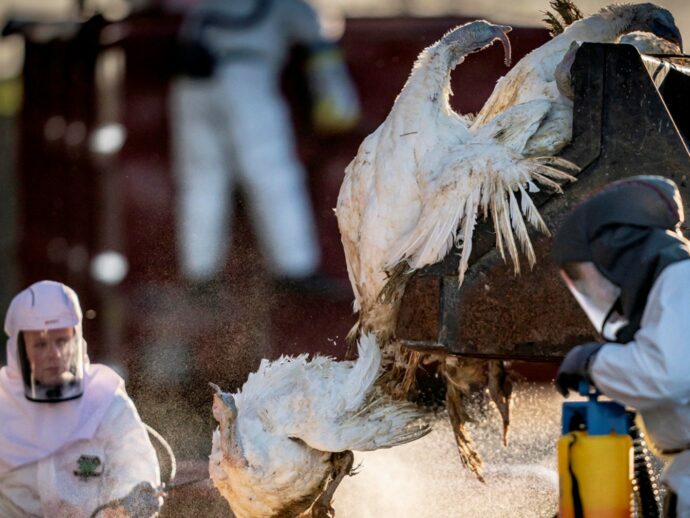 Aviaria, in Cambogia muore bimbo di 3 anni