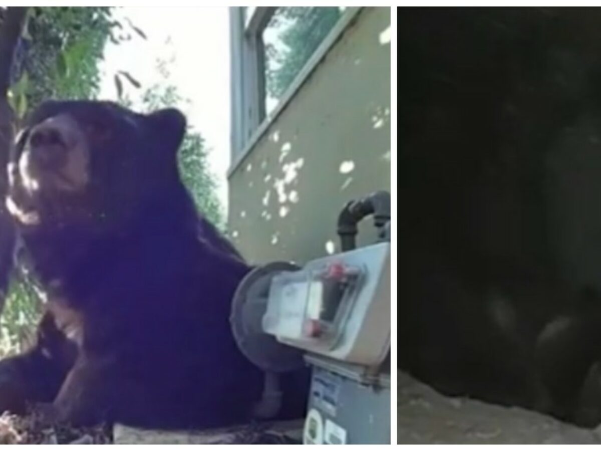 Un uomo torna a casa e scopre che stava “convivendo” con un orso di 200 kg: “Sentivo degli strani rumori: c’era qualcosa sotto casa mia”