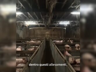 Copertina di Carcasse di maiali e ratti negli allevamenti intensivi del politico olandese: l’inchiesta di Food for Profit