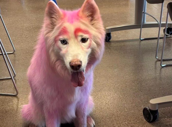 Il cane rosa Luna rischia l’eutanasia: la storia di come la bellissima Husky si è persa e nessuno la cerca