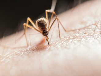Un farmaco rende letale il sangue umano per le zanzare, lo studio: “Possibile soluzione alla malaria”