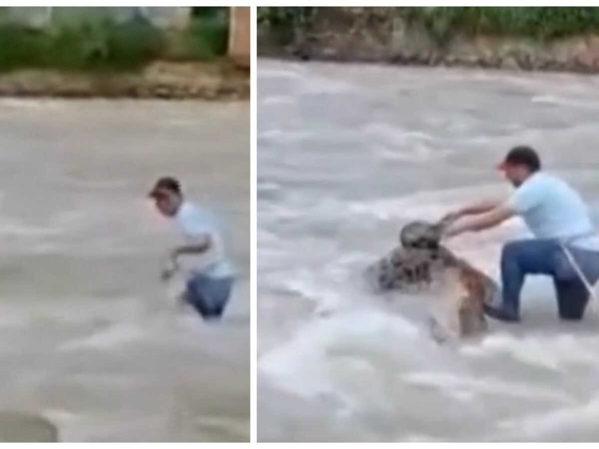 Si tuffa nel fiume in piena e salva la vita a un gattino intrappolato su una roccia, l’impresa è virale: “Ecco le persone di cui il mondo ha bisogno”