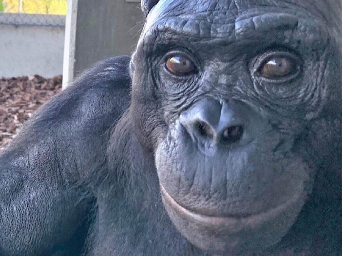 È morto Kanzi, addio al bonobo che comunicava e giocava ai videogiochi con gli umani: aveva 44 anni