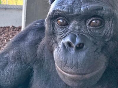 Copertina di È morto Kanzi, addio al bonobo che comunicava e giocava ai videogiochi con gli umani: aveva 44 anni