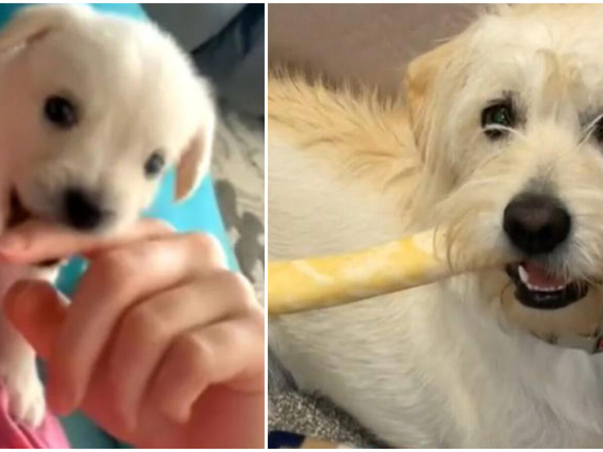 “Sono stata truffata in piena regola sul Web”: una donna compra in super sconto un Chihuahua, ma qualche settimana dopo arriva l’amara sorpresa