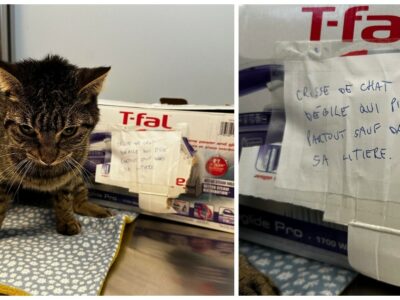 Copertina di “È stupido, fa pipì dappertutto tranne che nella lettiera”: gatto abbandonato con un crudele messaggio davanti a un rifugio per animali