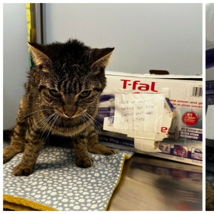 “È stupido, fa pipì dappertutto tranne che nella lettiera”: gatto abbandonato con un crudele messaggio davanti a un rifugio per animali